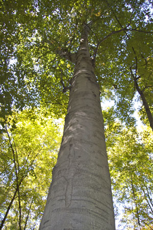 A mature Beech tree