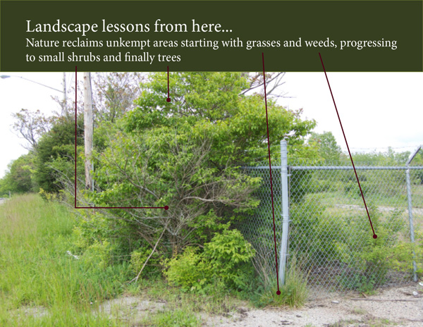 Nature will reclaim an unkempt area starting with grasses, then progressing to trees.