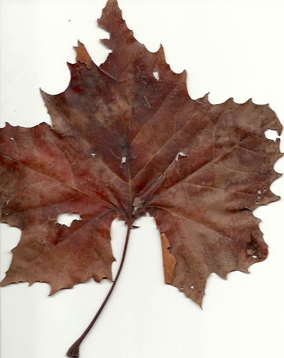 Individual Sycamore leaf showing the shape and fall color